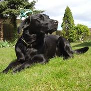 Labrador retriever Zippy