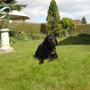 Labrador retriever Zippy