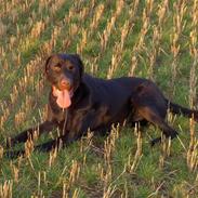 Labrador retriever Coco