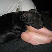 Staffordshire bull terrier **BULLET**