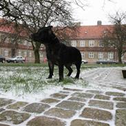 Staffordshire bull terrier **BULLET**