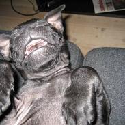 Staffordshire bull terrier **BULLET**