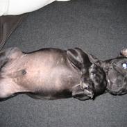 Staffordshire bull terrier **BULLET**