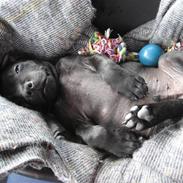 Staffordshire bull terrier **BULLET**