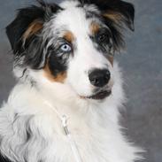 Australian shepherd Enzo (PM Dungeon Master)