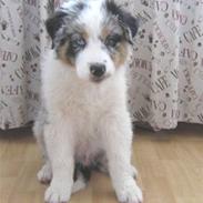 Australian shepherd Enzo (PM Dungeon Master)