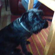 Dvaergschnauzer Daisy