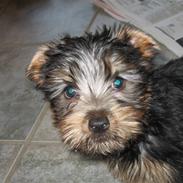 Australian silky terrier Anton