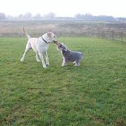 Dvaergschnauzer Walther