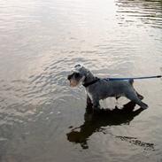 Dvaergschnauzer Walther