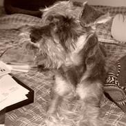 Dvaergschnauzer Walther