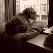 Dvaergschnauzer Walther