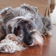 Dvaergschnauzer Walther