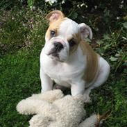 Engelsk bulldog Emma