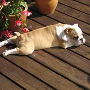 Engelsk bulldog Emma