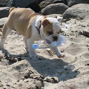 Engelsk bulldog Emma