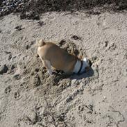 Engelsk bulldog Emma