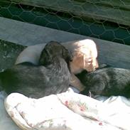 Labrador retriever Trunte * passede/min*