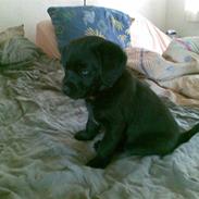 Labrador retriever Trunte * passede/min*