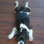 Fransk bulldog Diego