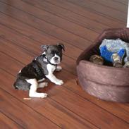 Fransk bulldog Diego