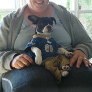 Fransk bulldog Diego