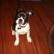 Fransk bulldog Diego