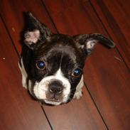 Fransk bulldog Diego