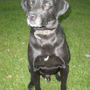 Labrador retriever king