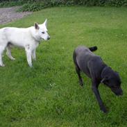 Labrador retriever king