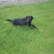 Labrador retriever king