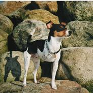 Dansk svensk gaardhund Aske 