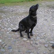 Labrador retriever king