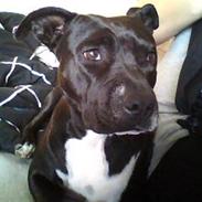 Amerikansk staffordshire terrier Tajsa