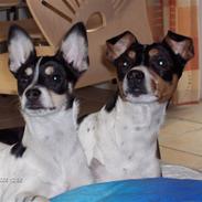 Dansk svensk gaardhund Aske 