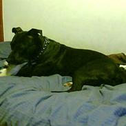 Amerikansk staffordshire terrier Tajsa