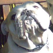 Engelsk bulldog Daisy