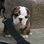 Engelsk bulldog Daisy