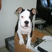 Olde english bulldogge TRUNDE