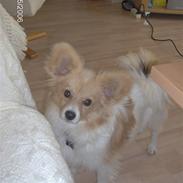 Papillon Pingo