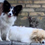 Papillon Pingo