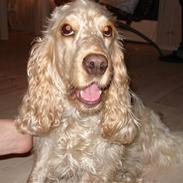 Cocker spaniel Ida