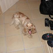 Cocker spaniel Ida