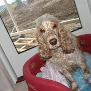 Cocker spaniel Ida