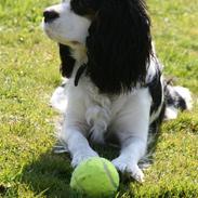 Cavalier king charles spaniel Tikka