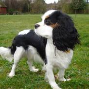 Cavalier king charles spaniel Tikka