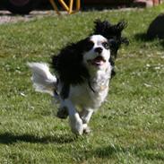 Cavalier king charles spaniel Tikka