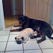 Rottweiler TYSON