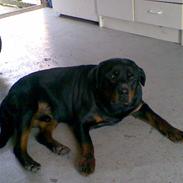 Rottweiler TYSON