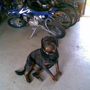 Rottweiler TYSON